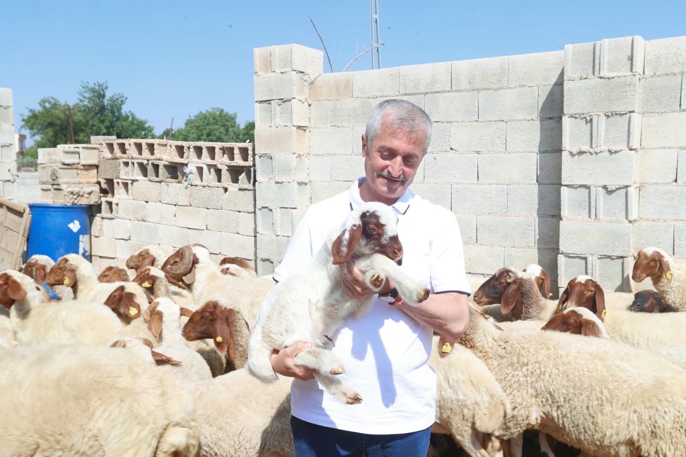 �ahinbey Belediyesi �le Hayvanc�l�k Geli�iyor